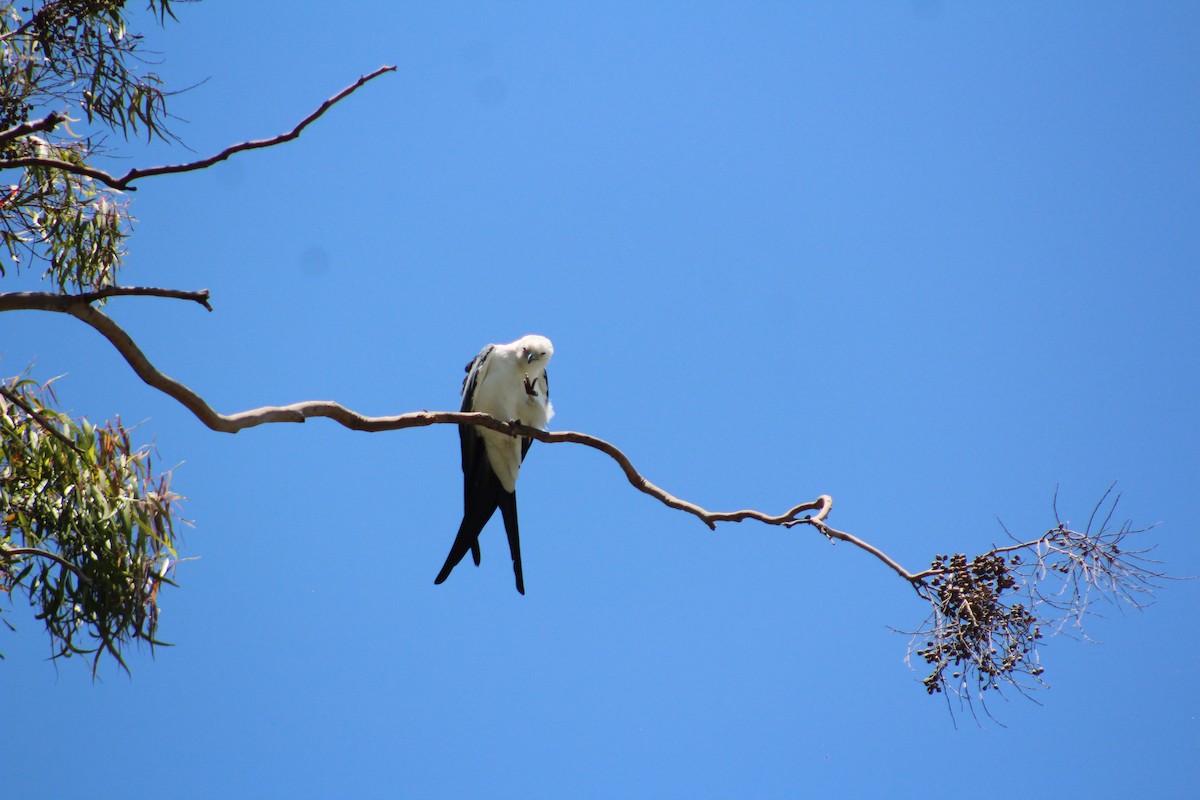 luňák vlaštovčí - ML639567841