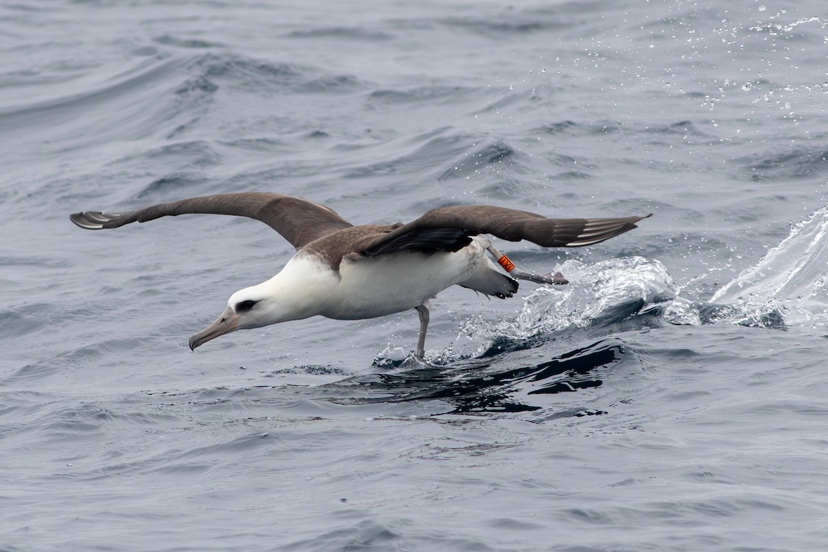 Laysan Albatross - Rob Fowler