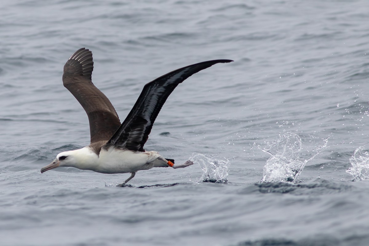 Laysan Albatross - Rob Fowler