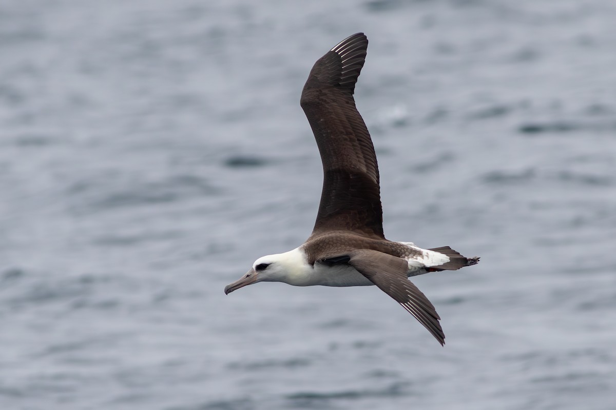 Laysan Albatross - Rob Fowler