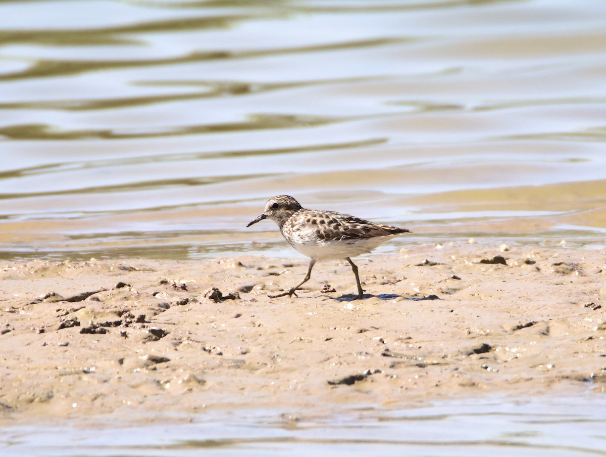 Least Sandpiper - Diana Spangler