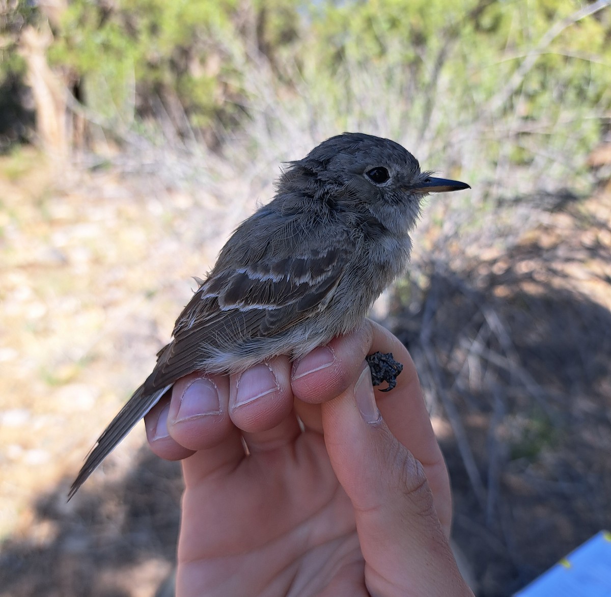 Gray Flycatcher - Trenton Voytko