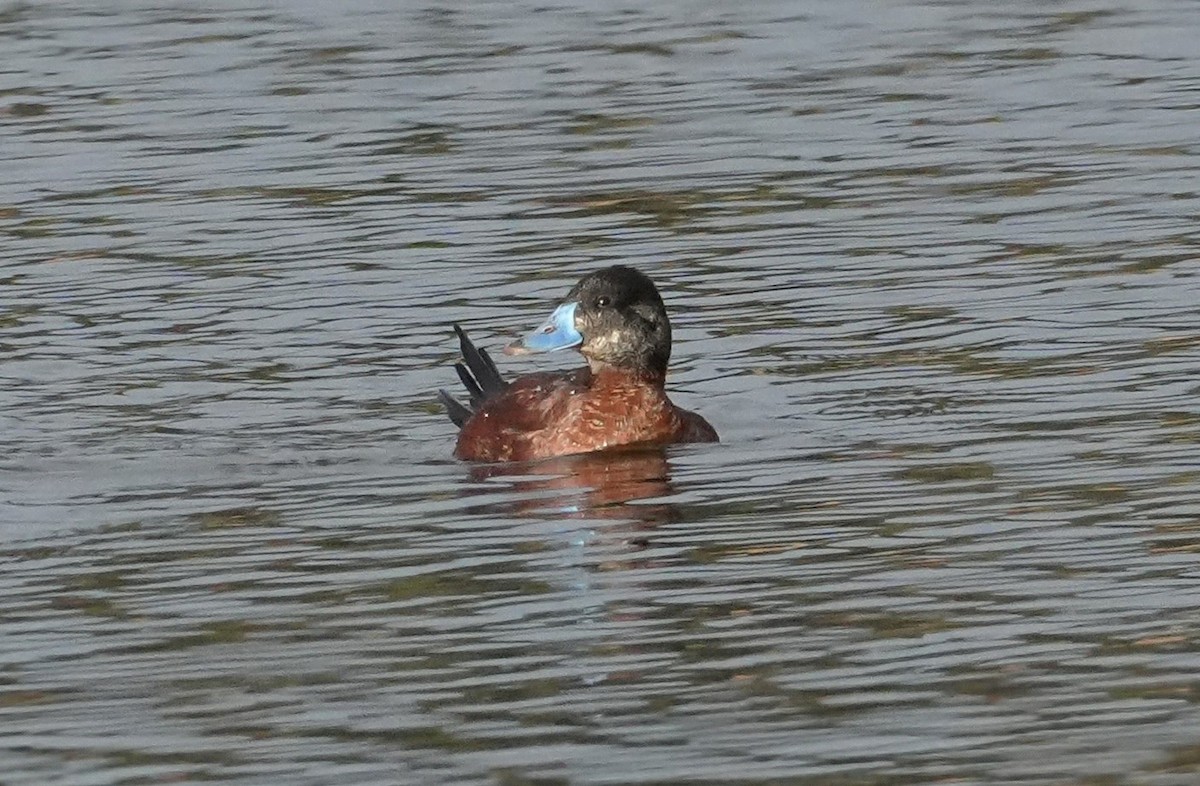 Lake Duck - María Eliana Obando