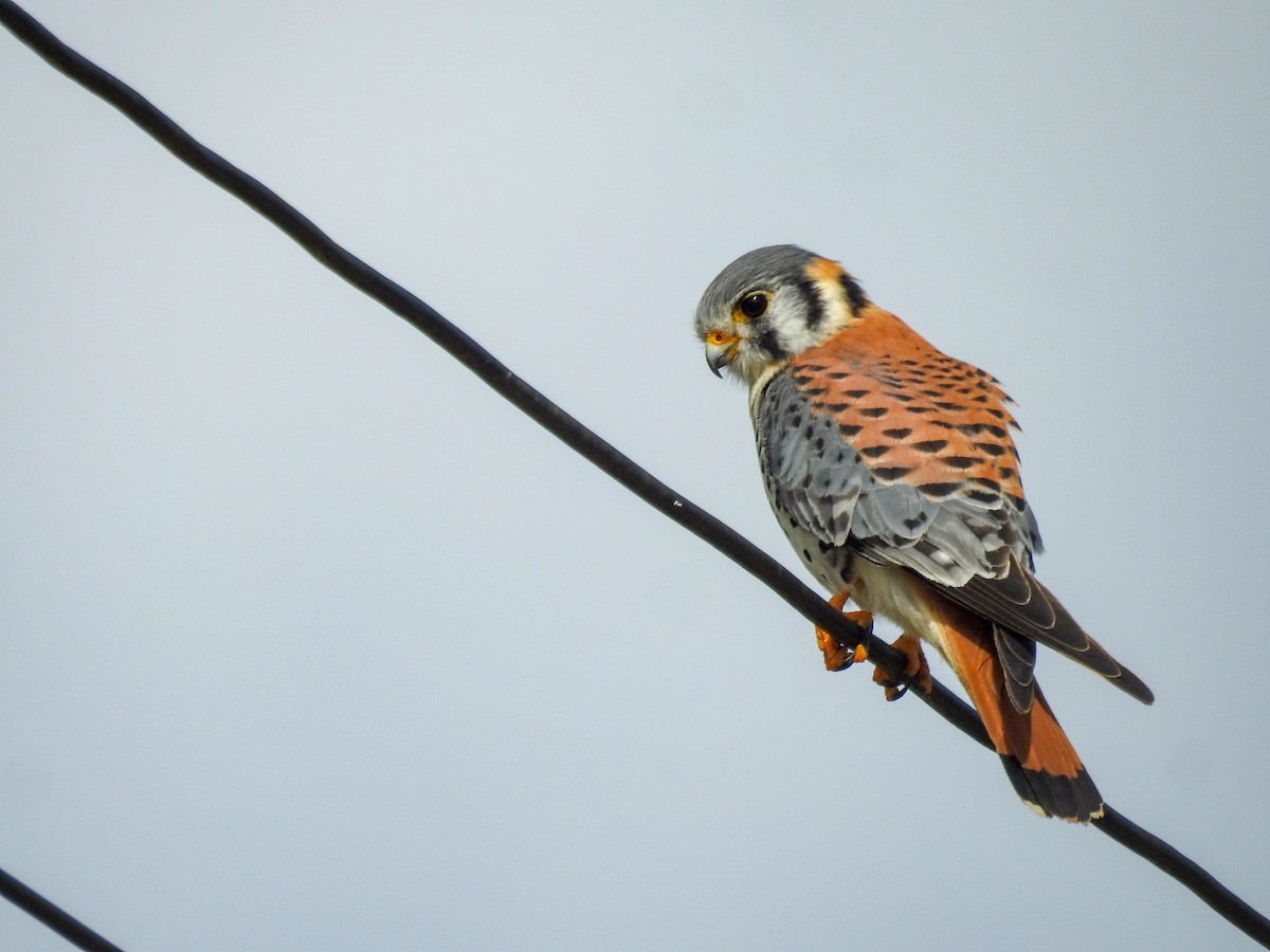 American Kestrel - Luis Weymar Junior