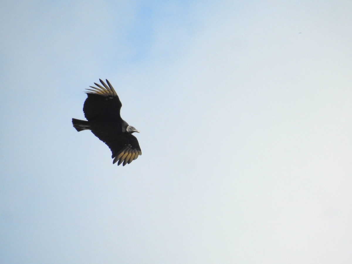Black Vulture - Luis Weymar Junior