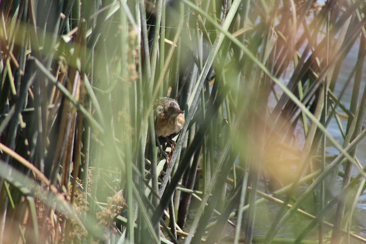 bukáček americký - ML639567881