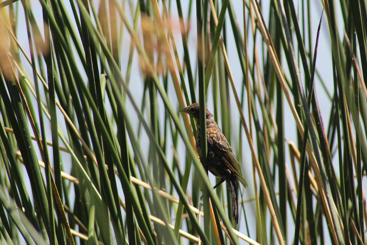 vlhovec červenokřídlý - ML639567906