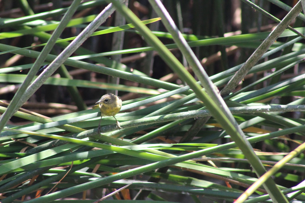 lesňáček žlutohrdlý - ML639567953