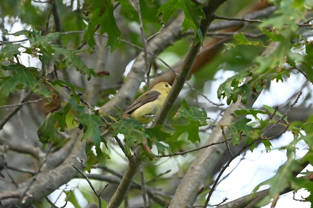 Scarlet Tanager - ML639567957