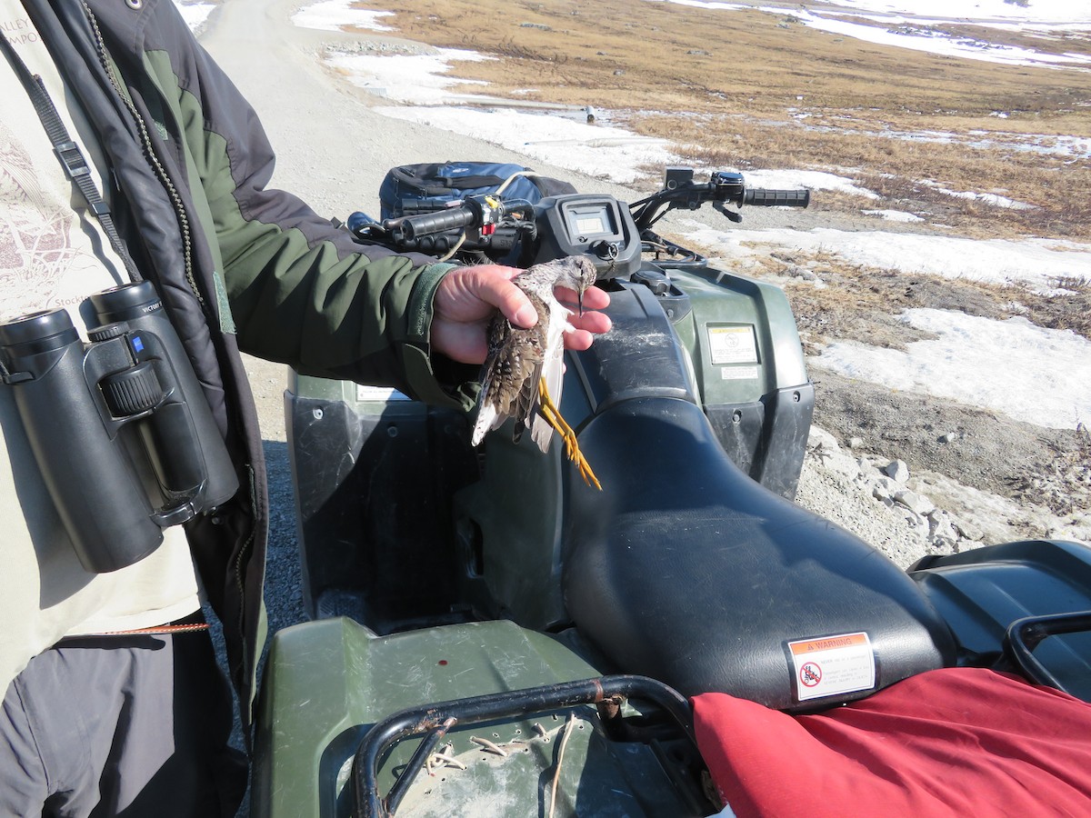 Lesser Yellowlegs - ML639567972