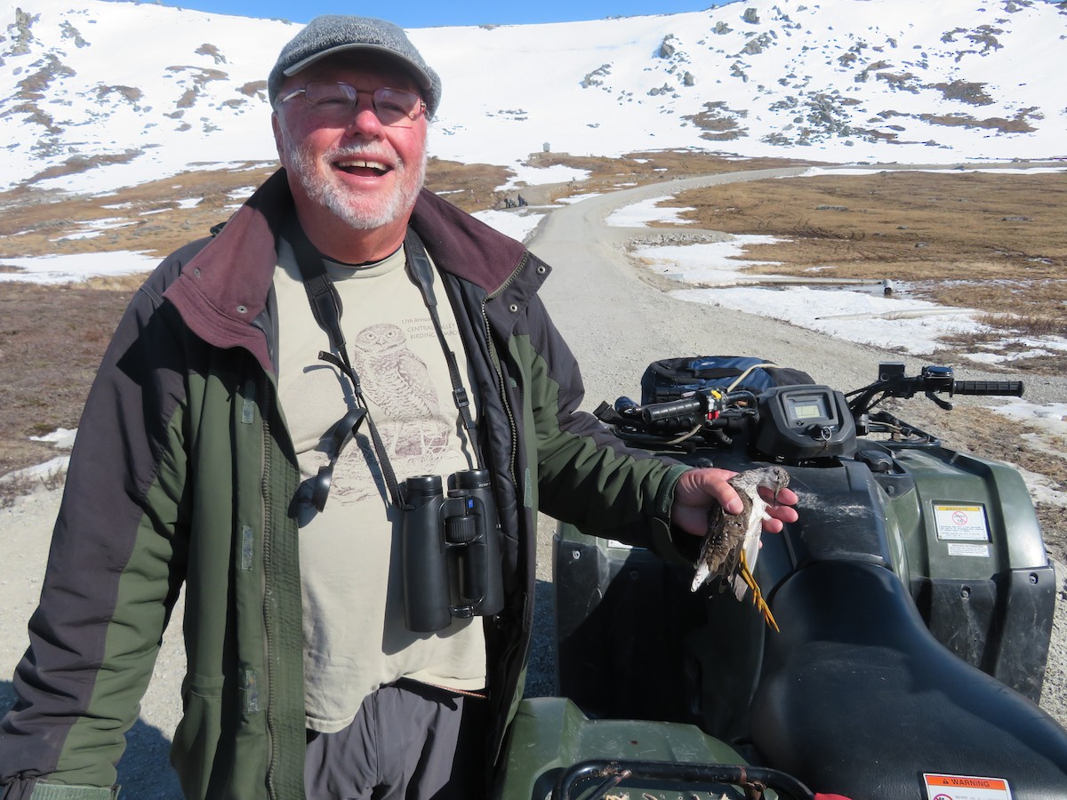 Lesser Yellowlegs - ML639567973