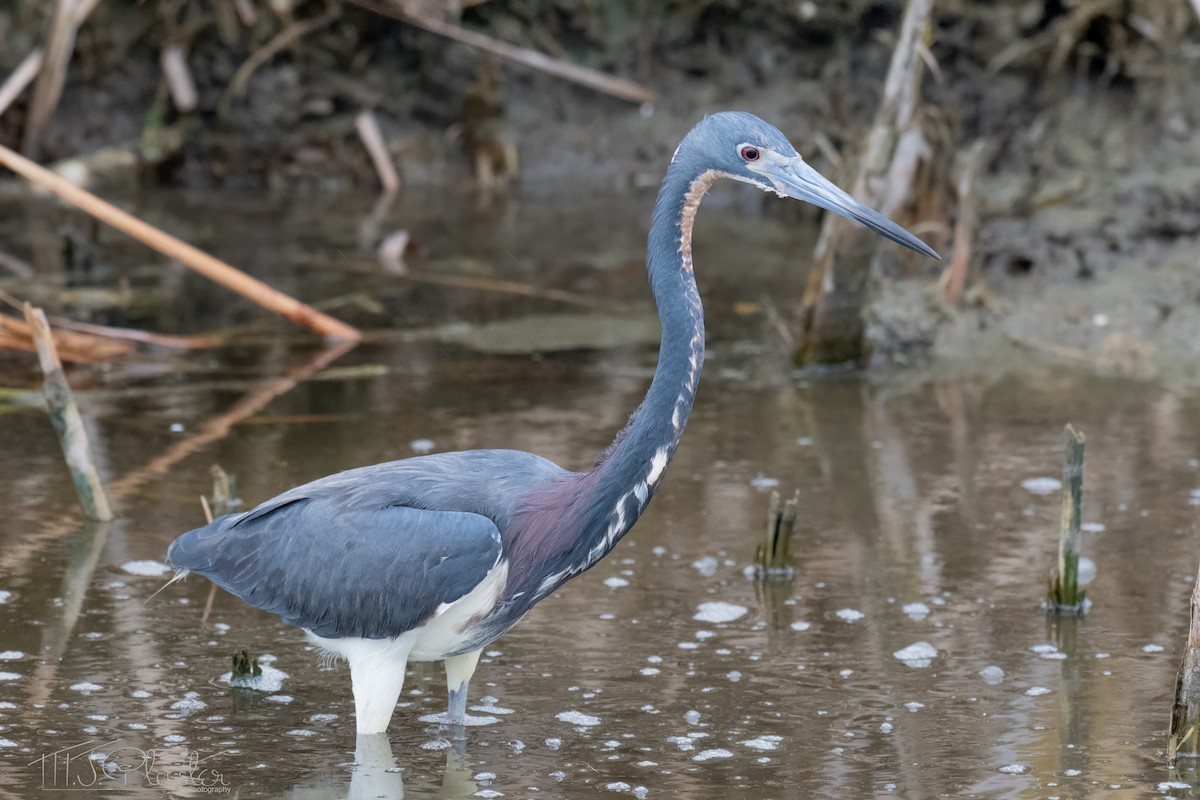 Tricolored Heron - ML639567978