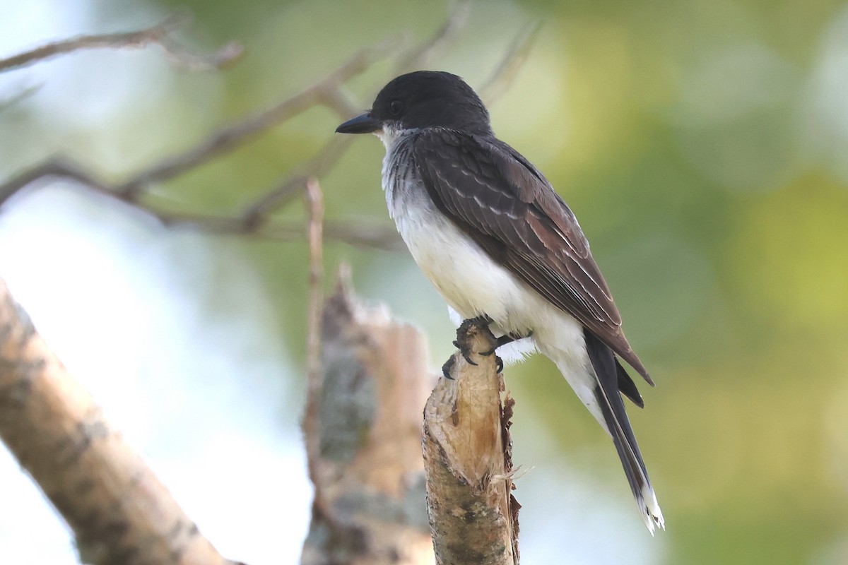 Eastern Kingbird - ML639567992