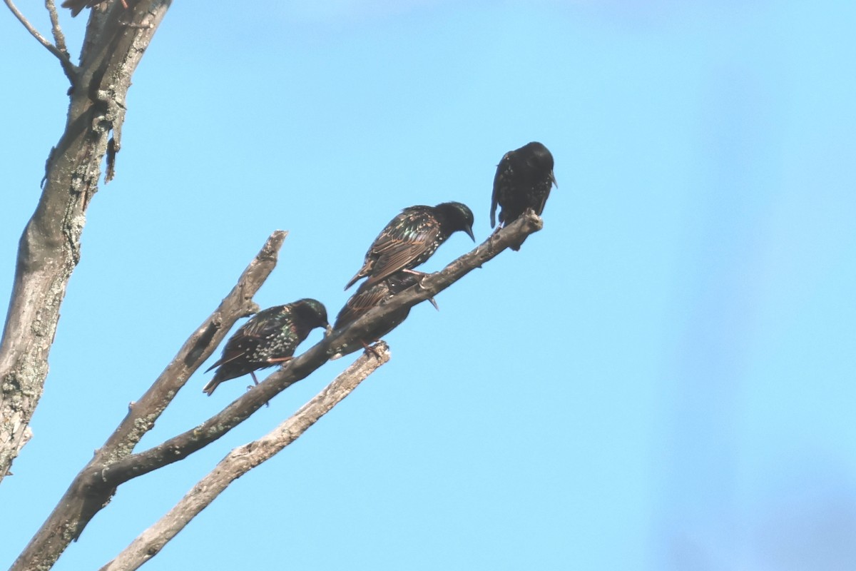 European Starling - ML639568004