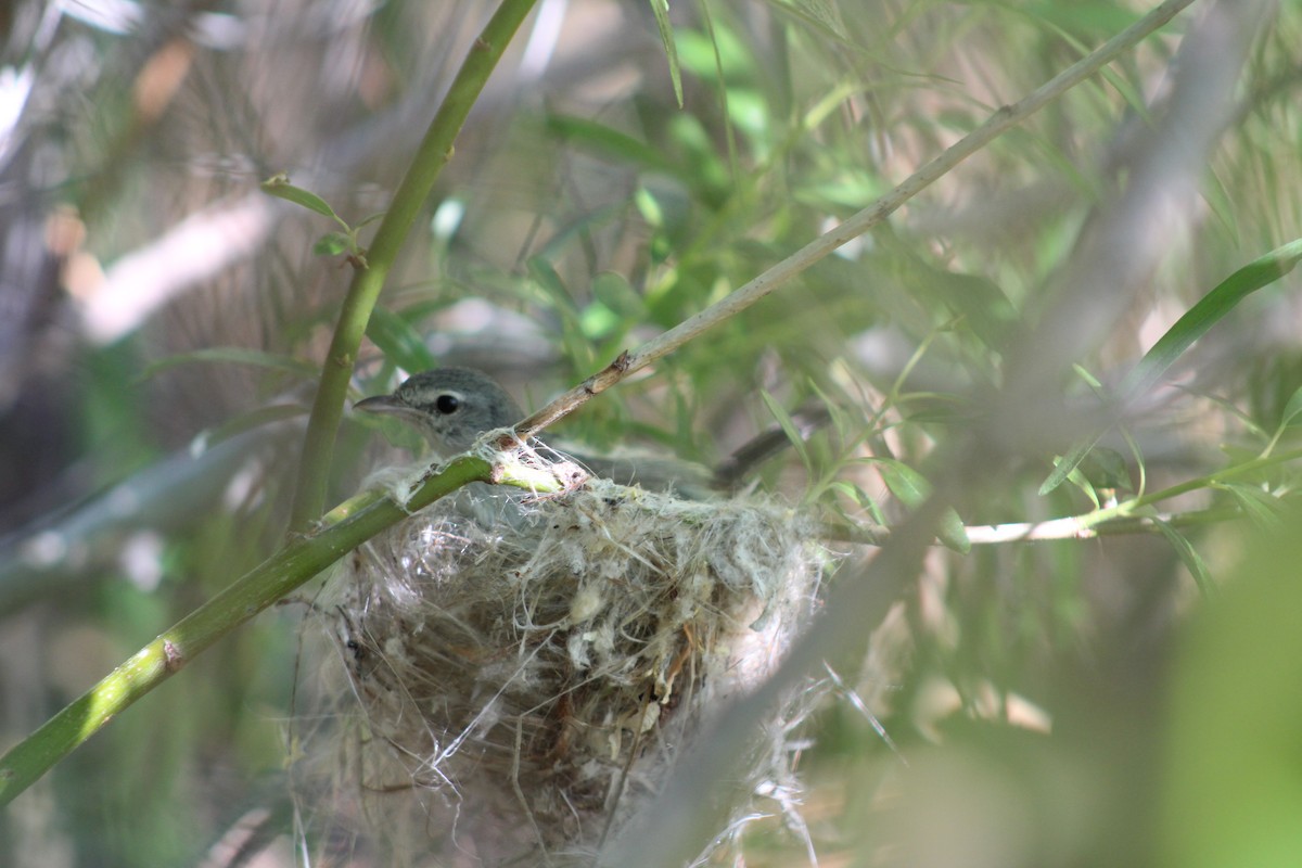 Bell's Vireo (Least) - ML639568022