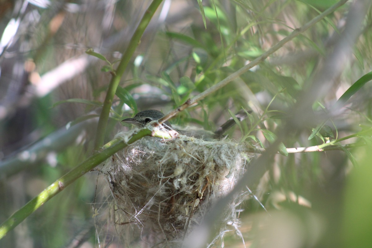 Bell's Vireo (Least) - ML639568023