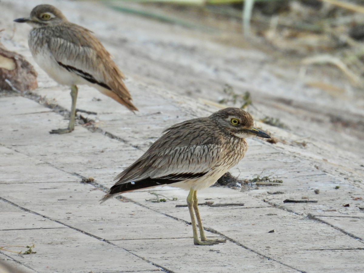 Senegal Thick-knee - ML639568113