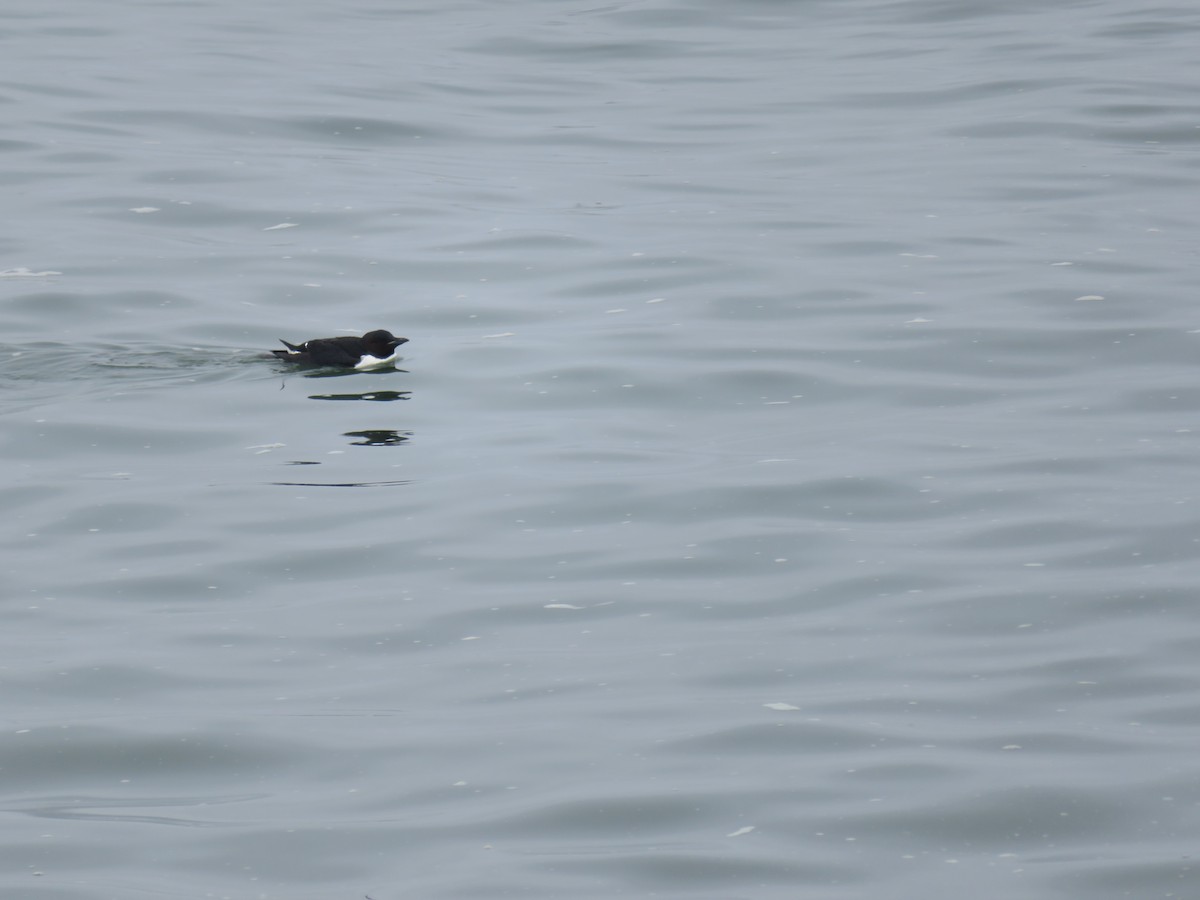 Thick-billed Murre - ML639568114
