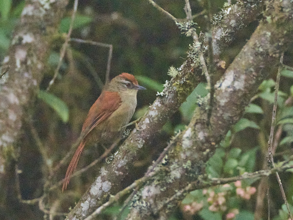Marcapata Spinetail - ML639568119
