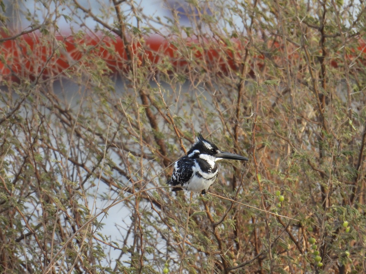 Pied Kingfisher - ML639568140