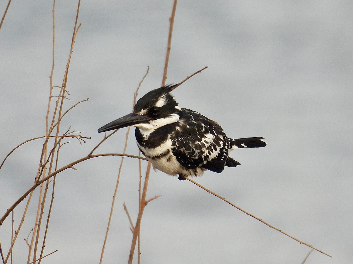Pied Kingfisher - ML639568141