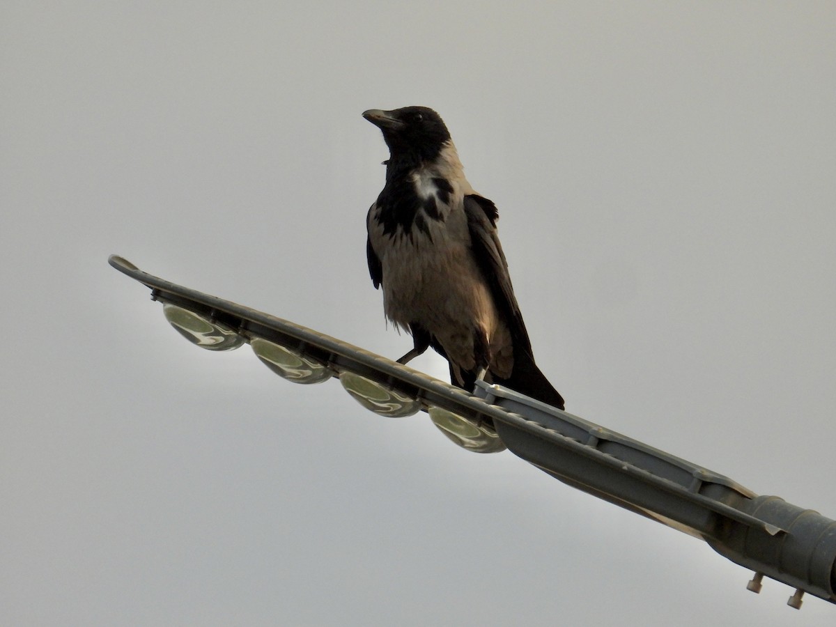 Hooded Crow - ML639568157