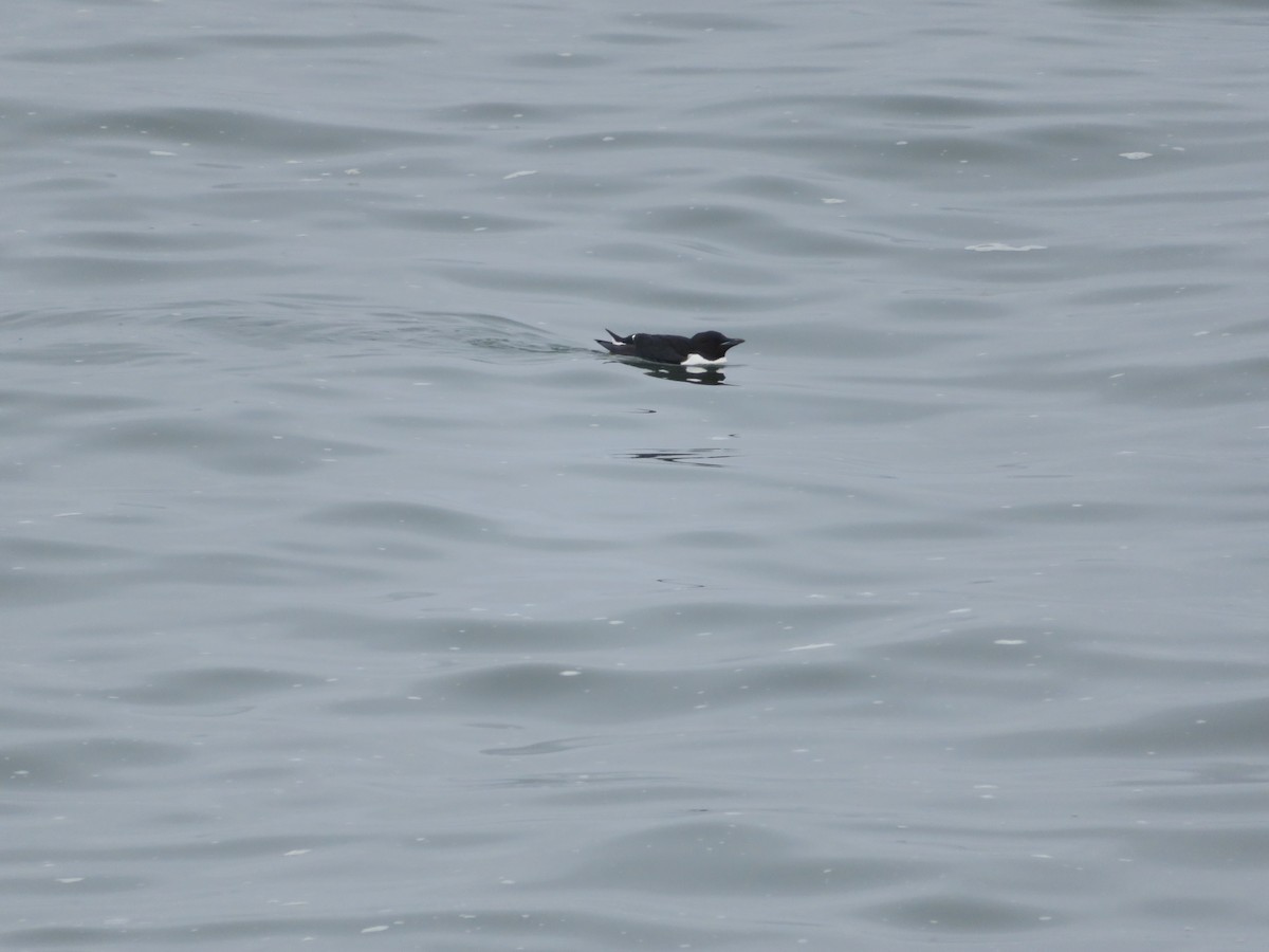 Thick-billed Murre - ML639568180