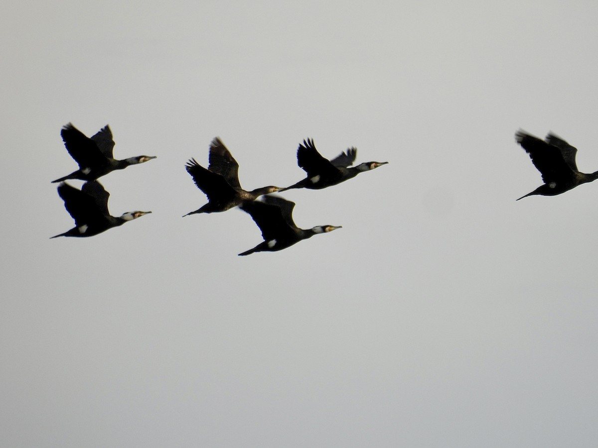 Great Cormorant - ML639568182
