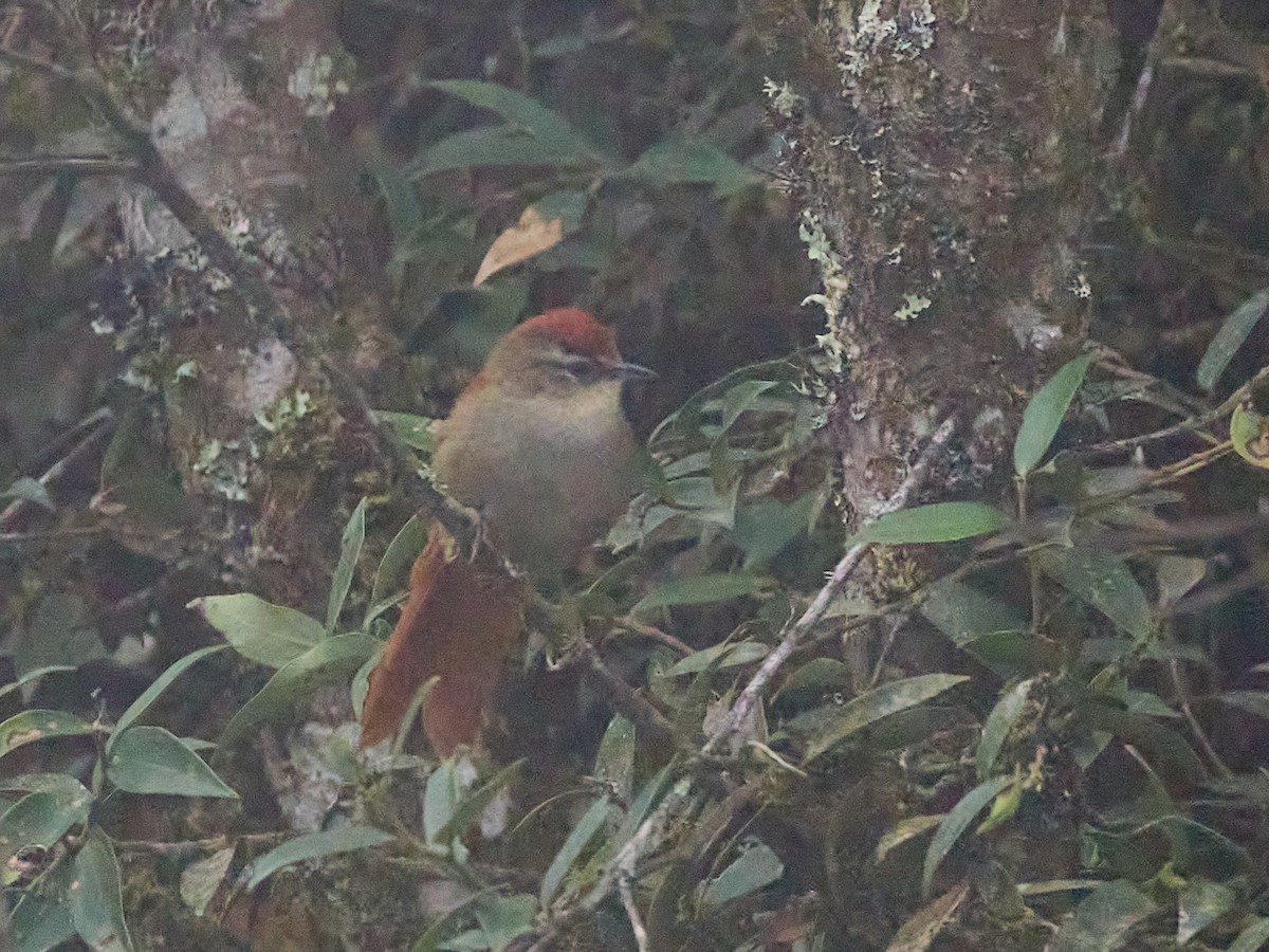Marcapata Spinetail - ML639568184
