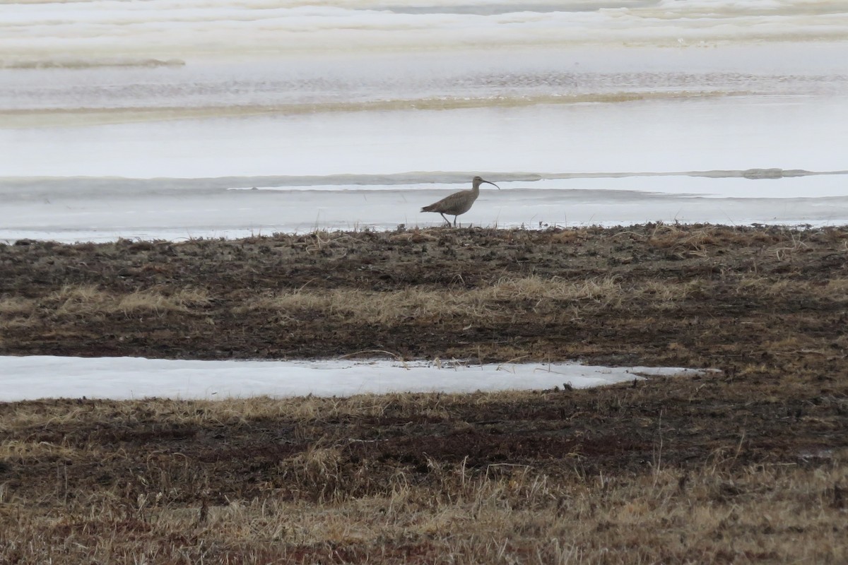 Hudsonian Whimbrel - ML639568312