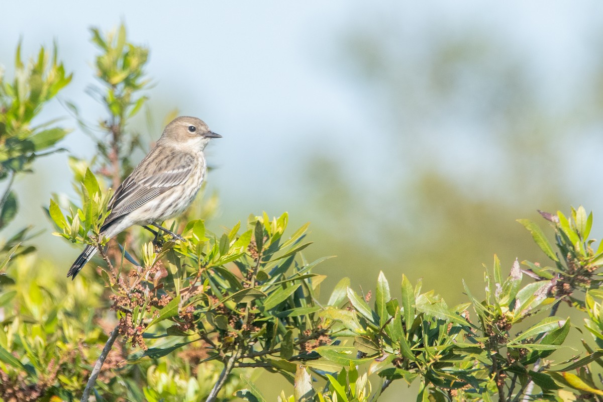 Пісняр-лісовик жовтогузий (підвид coronata) - ML639568356