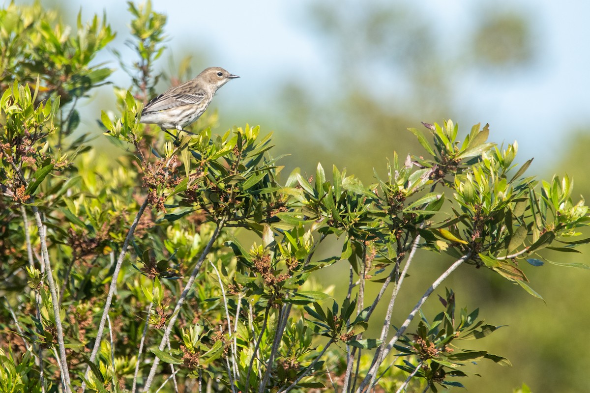 Yellow-rumped Warbler (Myrtle) - ML639568360