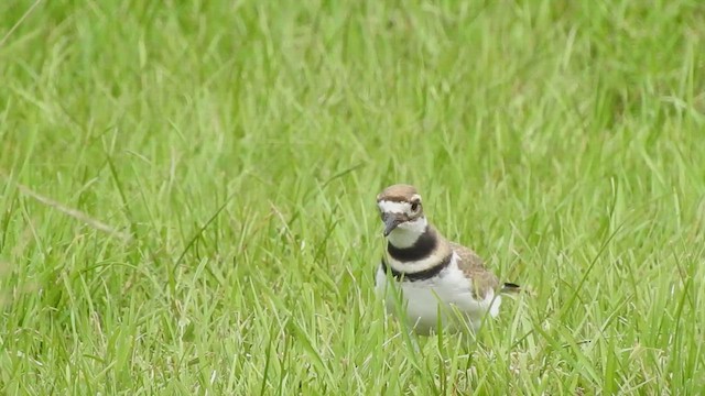 フタオビチドリ - ML639568408