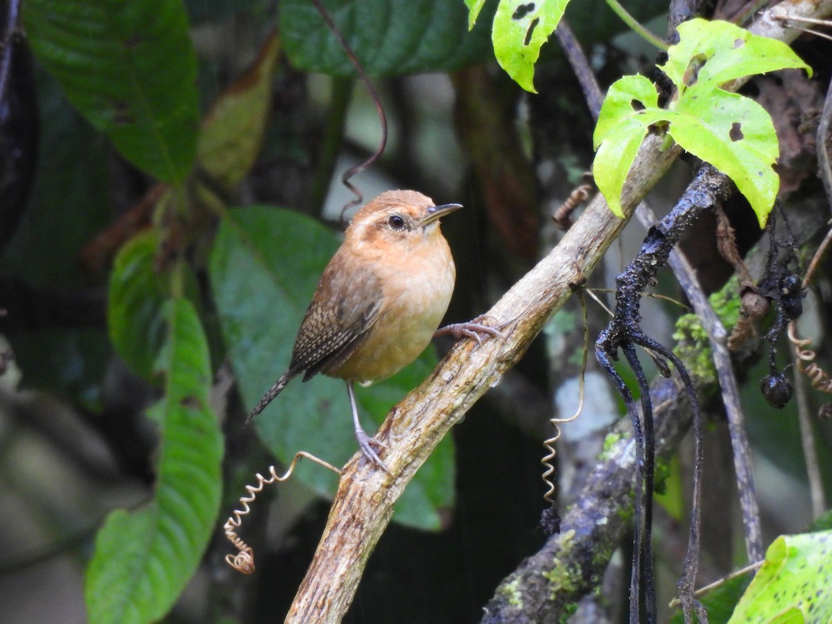 Ochraceous Wren - ML639568458