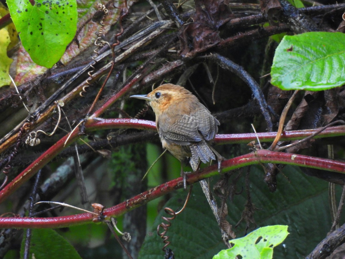 Ochraceous Wren - ML639568466