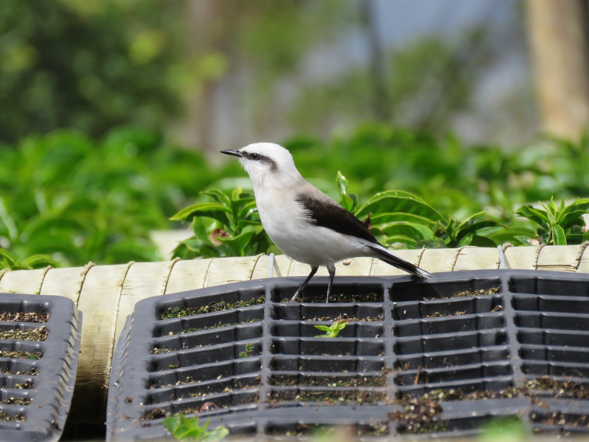 Masked Water-Tyrant - ML639568562