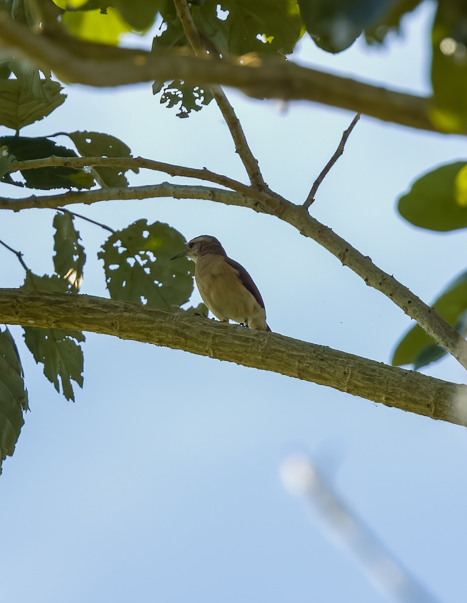 Lesser Hornero - ML639568567