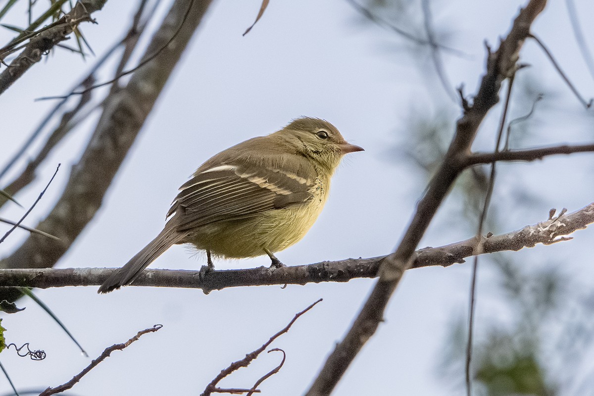 Highland Elaenia - ML639568708