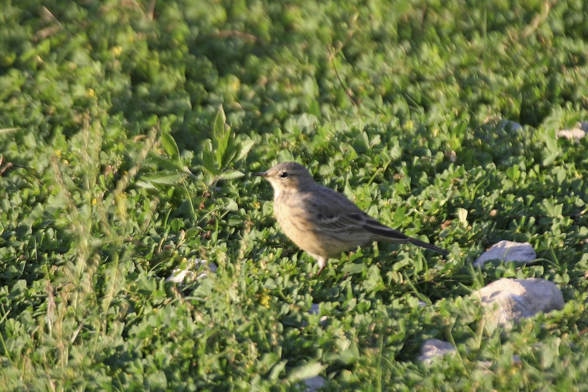 American Pipit - ML639568733