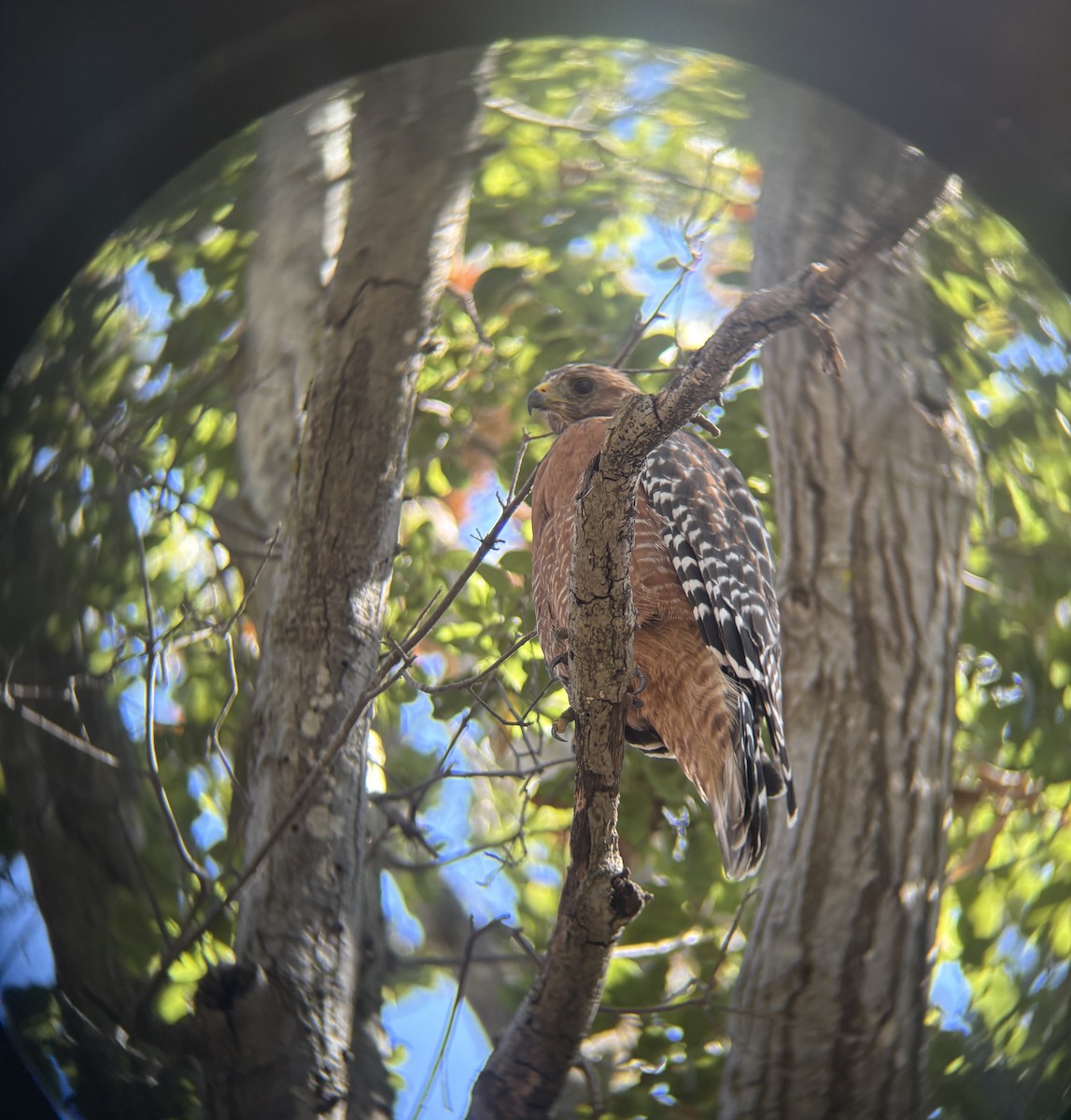 Red-shouldered Hawk - ML639568760
