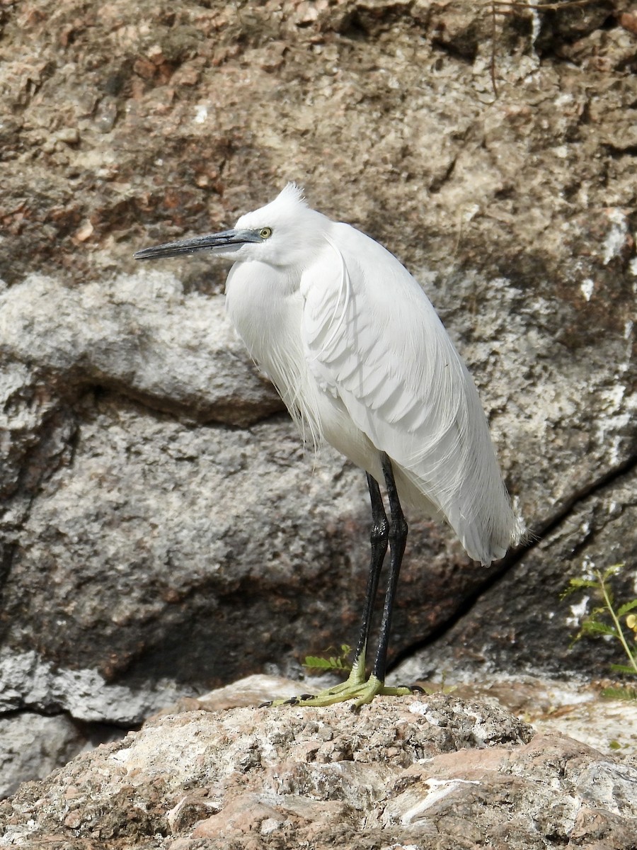 Little Egret - ML639568869