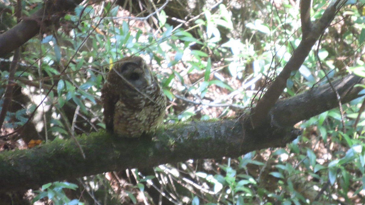 ニシアメリカフクロウ - ML639568974