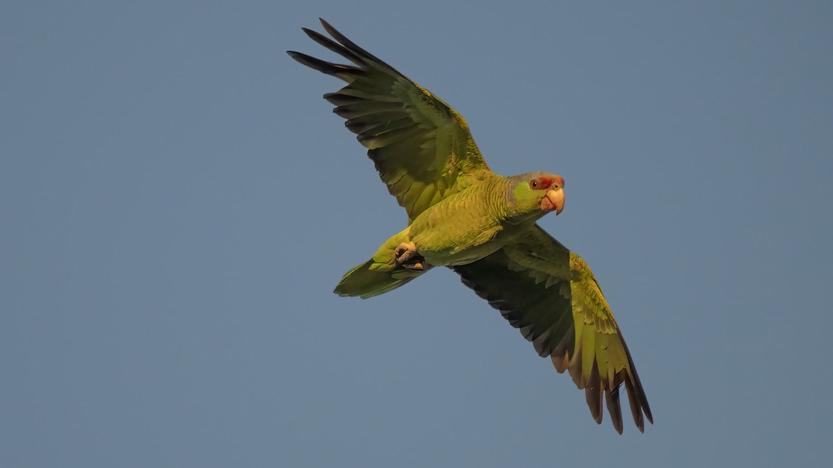 Lilac-crowned Amazon - ML639568980