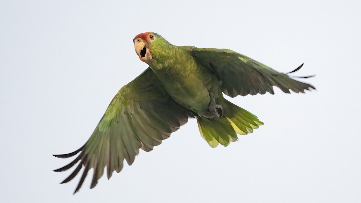 Amazone à joues vertes - ML639568994