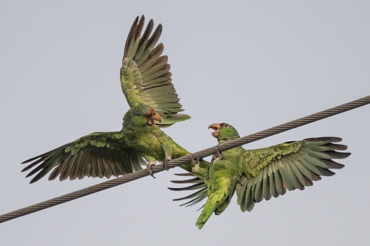 Amazone à joues vertes - ML639568995
