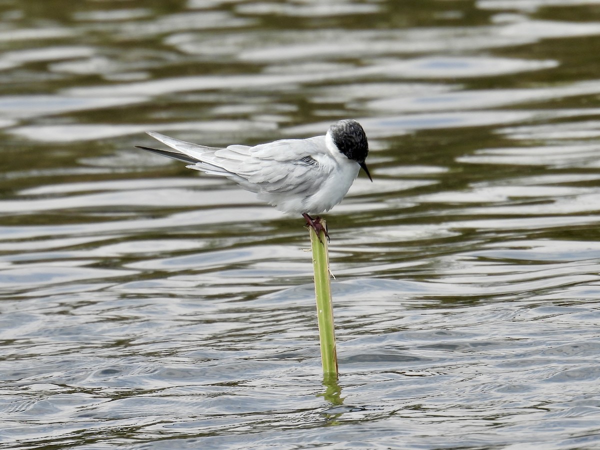 Whiskered Tern - ML639569018