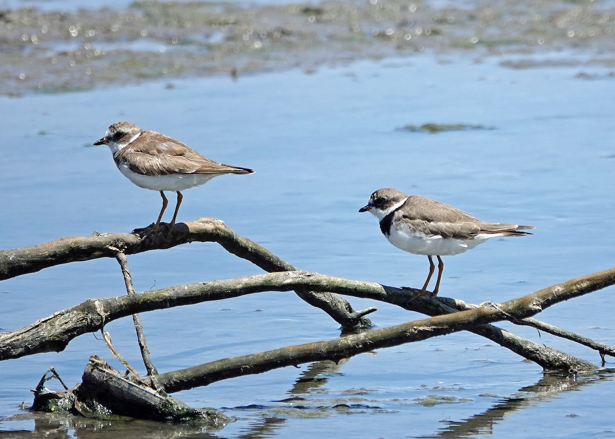 Semipalmated Plover - ML639569165