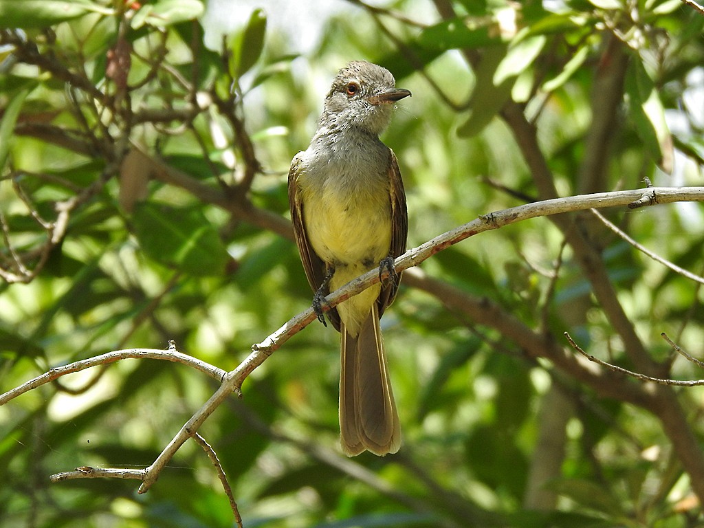 Panama Flycatcher - ML639569176