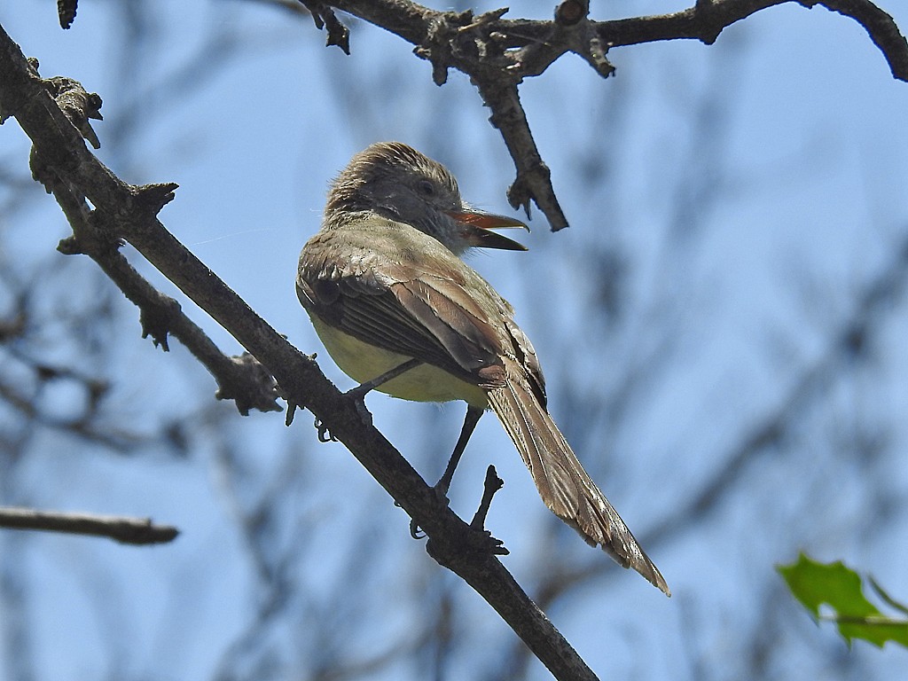 Panama Flycatcher - ML639569177