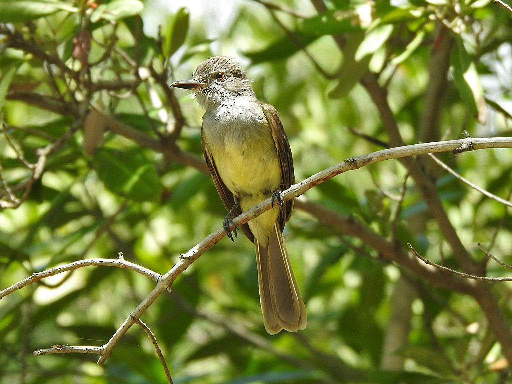 Panama Flycatcher - ML639569178